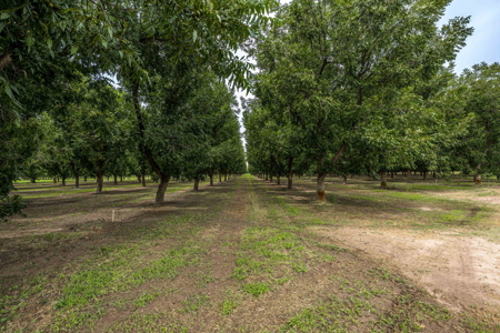 Income-Producing Pecan Farm in the Heart of Doña Ana County, NM - image 18