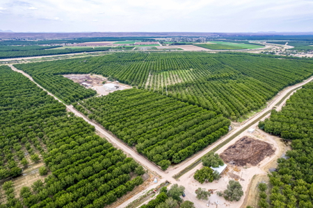 Income-Producing Pecan Farm in the Heart of Doña Ana County, NM - image 11