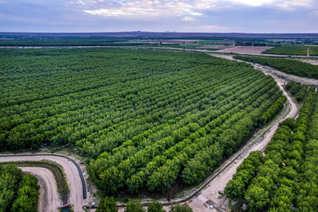 Income-Producing Pecan Farm in the Heart of Doña Ana County, NM - image 4