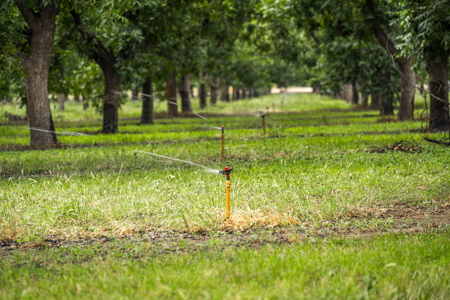 Income-Producing Pecan Farm in the Heart of Doña Ana County, NM - image 19