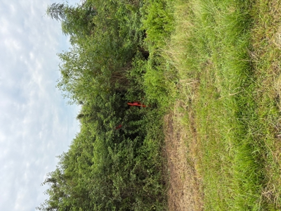 Country Home Site Available between Rayne and Duson - image 8