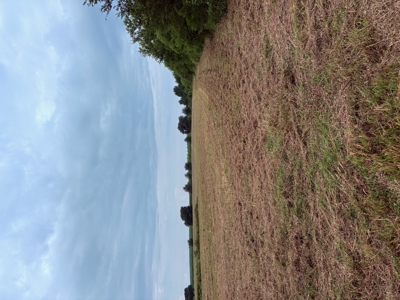 Country Home Site Available between Rayne and Duson - image 4