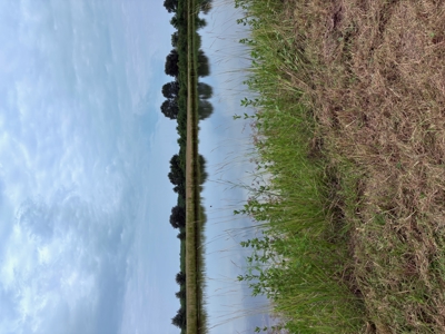 Country Home Site Available between Rayne and Duson - image 1