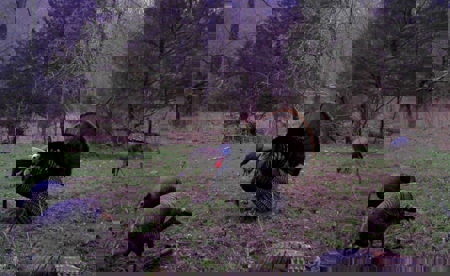 104.5 Acres w/ Bryant Creek Frontage & Custom Shouse - image 23