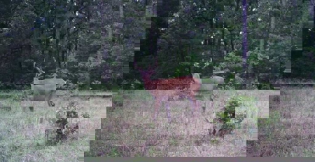 104.5 Acres w/ Bryant Creek Frontage & Custom Shouse - image 20