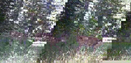 104.5 Acres w/ Bryant Creek Frontage & Custom Shouse - image 22