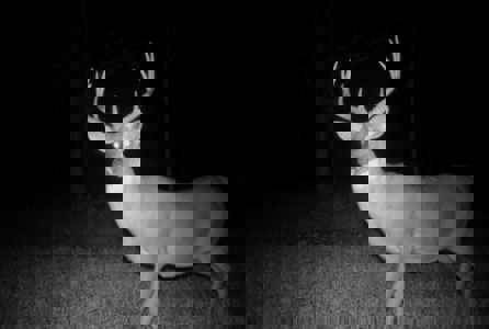 104.5 Acres w/ Bryant Creek Frontage & Custom Shouse - image 21