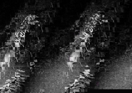 104.5 Acres w/ Bryant Creek Frontage & Custom Shouse - image 24