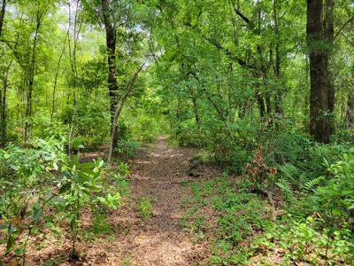 Parcel C - 10 Acres Land For Sale Starke, Florida - image 14