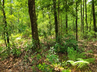 Parcel C - 10 Acres Land For Sale Starke, Florida - image 15