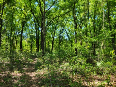 Parcel C - 10 Acres Land For Sale Starke, Florida - image 8