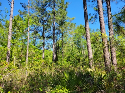 Parcel C - 10 Acres Land For Sale Starke, Florida - image 12