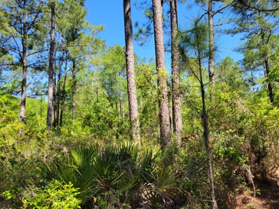 Parcel C - 10 Acres Land For Sale Starke, Florida - image 11