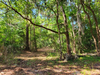 Parcel C - 10 Acres Land For Sale Starke, Florida - image 3