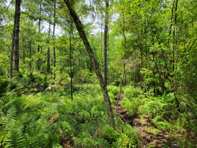 Parcel C - 10 Acres Land For Sale Starke, Florida - image 4