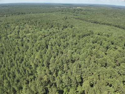 Pine/Hardwood Hunting Land W/ Creek Nevada County, AR for Sale!! - image 3