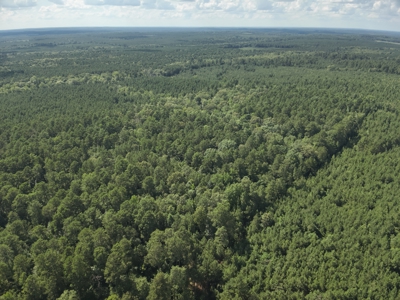 Pine/Hardwood Hunting Land W/ Creek Nevada County, AR for Sale!! - image 2