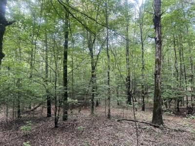 Pine/Hardwood Hunting Land W/ Creek Nevada County, AR for Sale!! - image 7