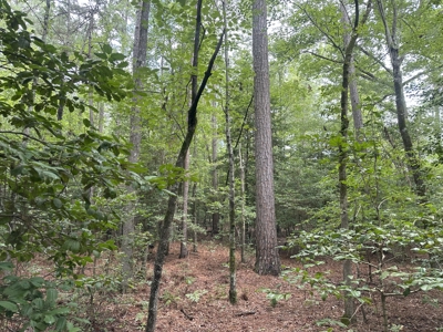 Pine/Hardwood Hunting Land W/ Creek Nevada County, AR for Sale!! - image 6