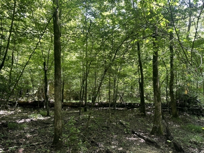 Pine/Hardwood Hunting Land W/ Creek Nevada County, AR for Sale!! - image 8