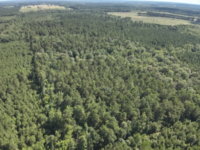 Pine/Hardwood Hunting Land W/ Creek Nevada County, AR for Sale!! - image 4