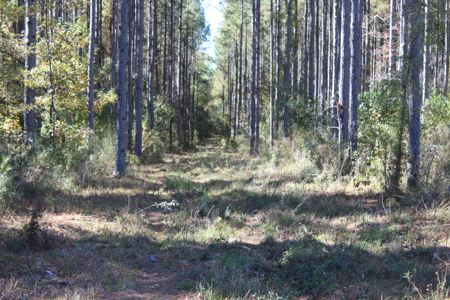Waterfront Property on Middle Fork Creek Franklin County MS - image 26