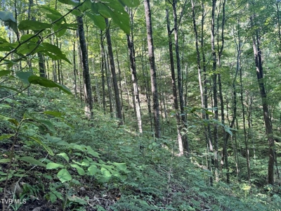 100 Acres By Deed In Hancock County, Tennessee - image 30