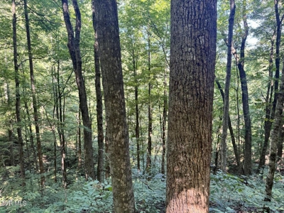 100 Acres By Deed In Hancock County, Tennessee - image 31