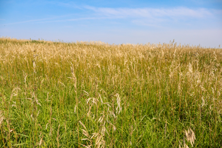 🌾🏡 Horse Property Just Outside Opheim, MT – 7 Acres 🐴✨ - image 38