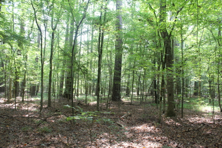 7.21 Wooded Acres with Creek For Sale Lincoln County Mississippi - image 10