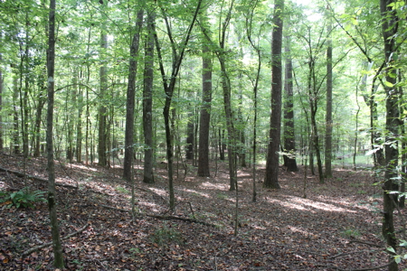 7.21 Wooded Acres with Creek For Sale Lincoln County Mississippi - image 7
