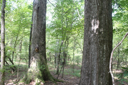 7.21 Wooded Acres with Creek For Sale Lincoln County Mississippi - image 11