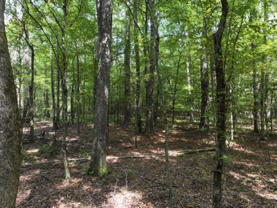 7.21 Wooded Acres with Creek For Sale Lincoln County Mississippi - image 2