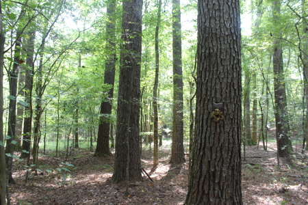 7.21 Wooded Acres with Creek For Sale Lincoln County Mississippi - image 14