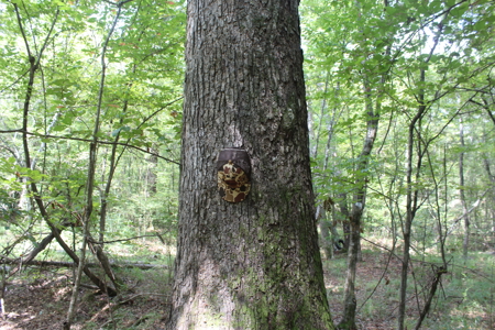 7.21 Wooded Acres with Creek For Sale Lincoln County Mississippi - image 12
