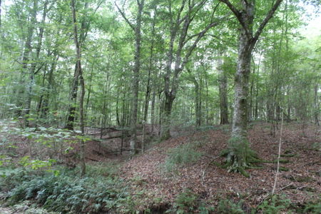 7.21 Wooded Acres with Creek For Sale Lincoln County Mississippi - image 15