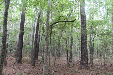 Wooded Land 7.21 Acres with Creek in Lincoln County Mississippi - image 10