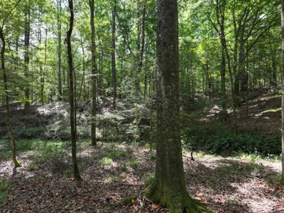 Wooded Land 7.21 Acres with Creek in Lincoln County Mississippi - image 6