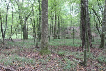 Wooded Land 7.21 Acres with Creek in Lincoln County Mississippi - image 11