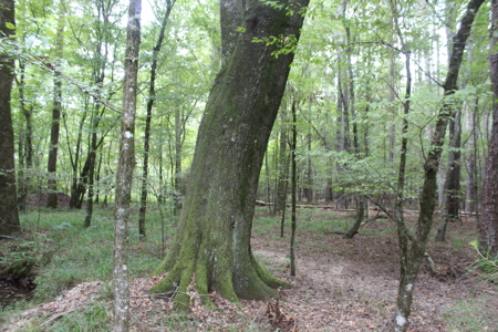 Wooded Land 7.21 Acres with Creek in Lincoln County Mississippi - image 1