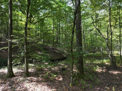 Wooded Land 7.21 Acres with Creek in Lincoln County Mississippi - image 5
