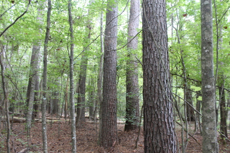 Wooded Land 7.21 Acres with Creek in Lincoln County Mississippi - image 9