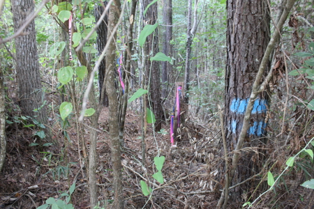 Wooded Land 7.21 Acres with Creek in Lincoln County Mississippi - image 17