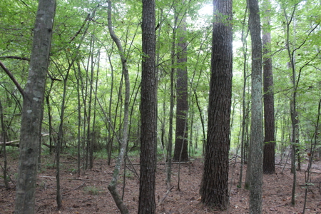 Wooded Land 7.21 Acres with Creek in Lincoln County Mississippi - image 14