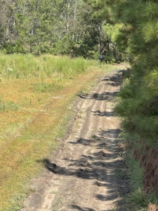 106+ acres of land for recreation, timber, and habitat management - image 3