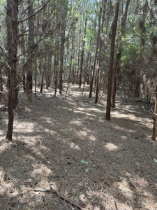 106+ acres of land for recreation, timber, and habitat management - image 1