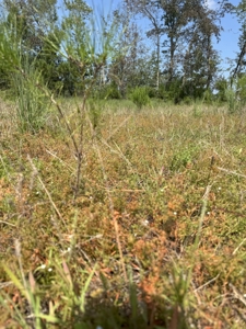 106+ acres of land for recreation, timber, and habitat management - image 5