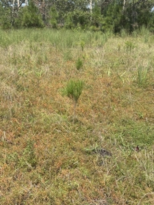 106+ acres of land for recreation, timber, and habitat management - image 6