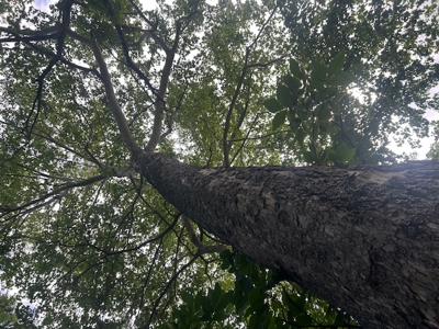 Land for Sale Harrisonville MO - image 7