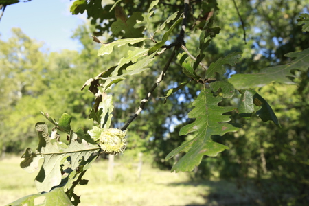 Land for Sale Harrisonville MO - image 18